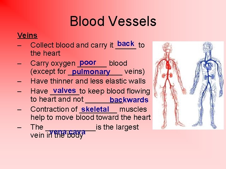 The Circulatory System Function Transports Nutrients Wastes Contains