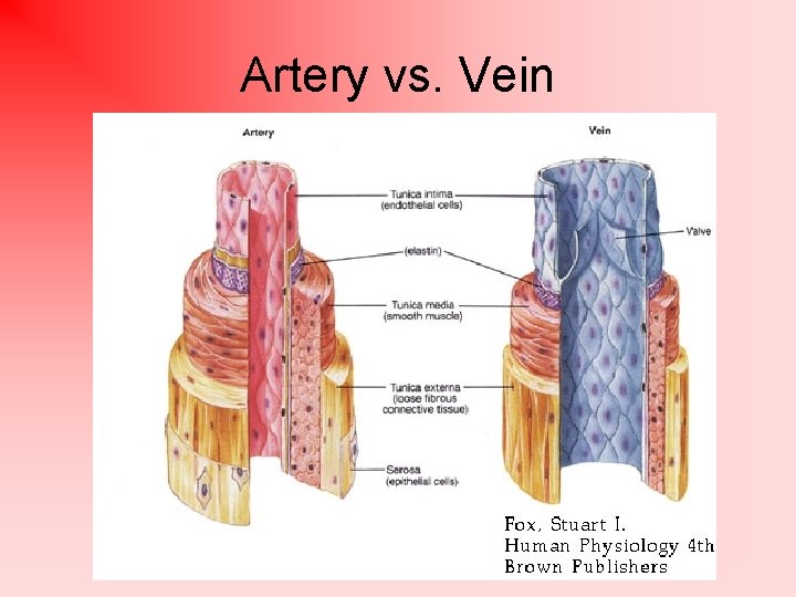Artery vs. Vein 