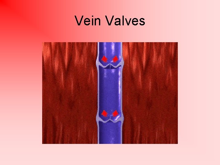 Vein Valves 