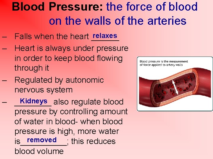 Blood Pressure: the force of blood on the walls of the arteries relaxes –