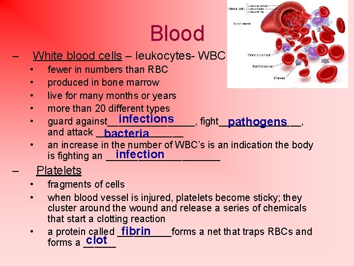 Blood – White blood cells – leukocytes- WBC • • • – fewer in