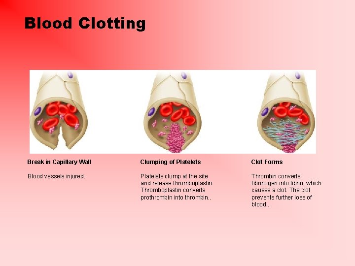 Blood Clotting Break in Capillary Wall Clumping of Platelets Clot Forms Blood vessels injured.