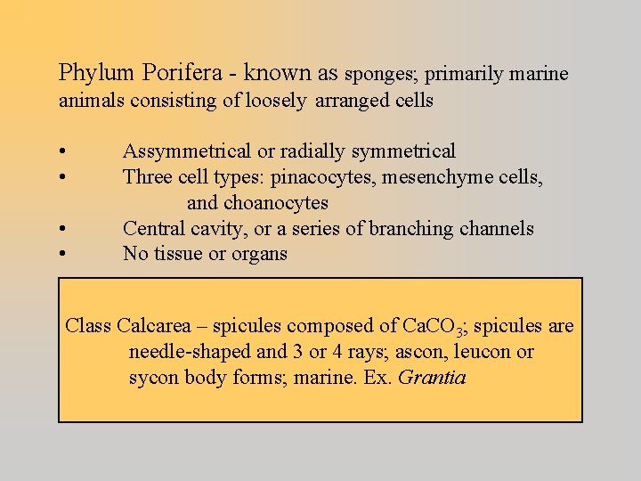 Phylum Porifera - known as sponges; primarily marine animals consisting of loosely arranged cells