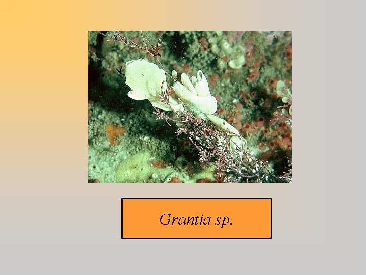 Grantia sp. 