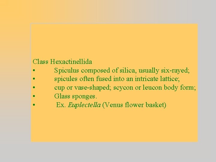 Class Hexactinellida • Spiculus composed of silica, usually six-rayed; • spicules often fused into