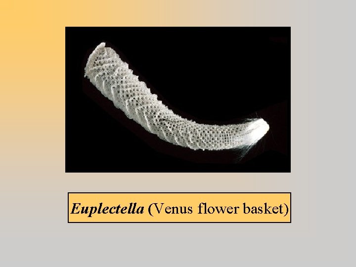 Euplectella (Venus flower basket) 