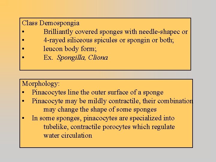 Class Demospongia • Brilliantly covered sponges with needle-shapec or • 4 -rayed siliceous spicules