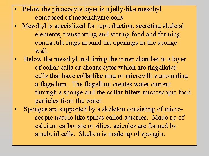  • Below the pinacocyte layer is a jelly-like mesohyl composed of mesenchyme cells