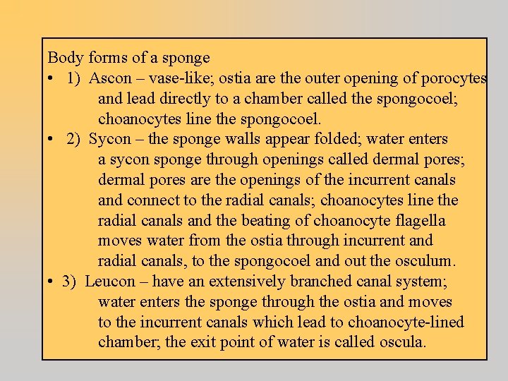 Body forms of a sponge • 1) Ascon – vase-like; ostia are the outer
