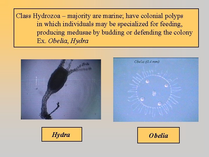 Class Hydrozoa – majority are marine; have colonial polyps in which individuals may be