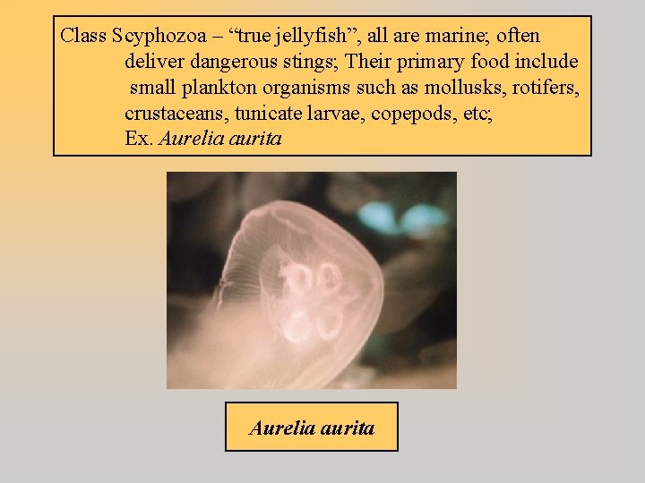 Class Scyphozoa – “true jellyfish”, all are marine; often deliver dangerous stings; Their primary