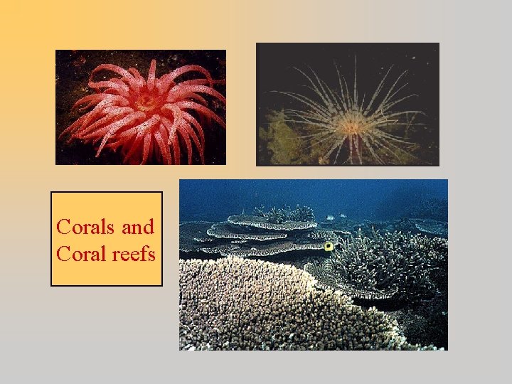 Corals and Coral reefs 
