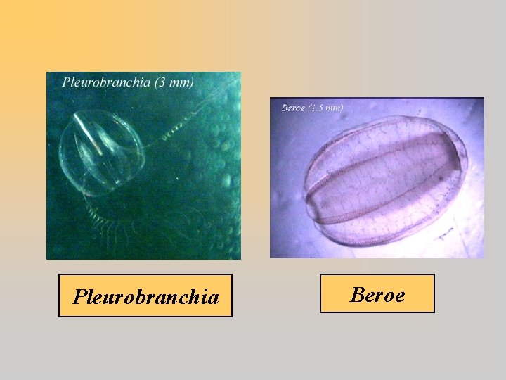 Pleurobranchia Beroe 