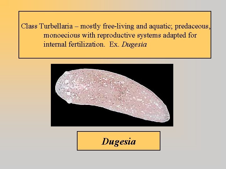 Class Turbellaria – mostly free-living and aquatic; predaceous, monoecious with reproductive systems adapted for