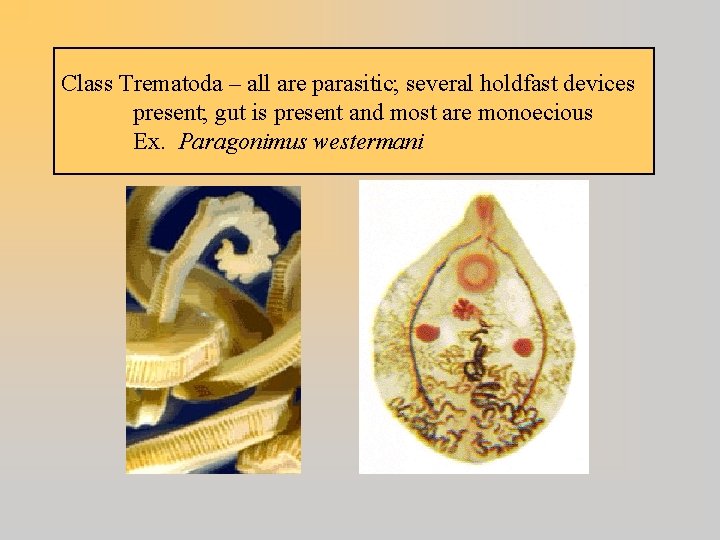Class Trematoda – all are parasitic; several holdfast devices present; gut is present and