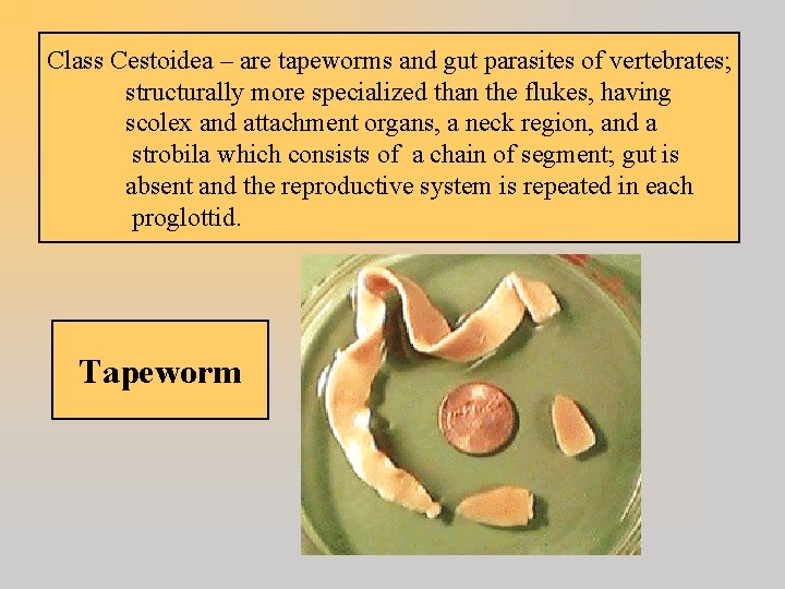 Class Cestoidea – are tapeworms and gut parasites of vertebrates; structurally more specialized than