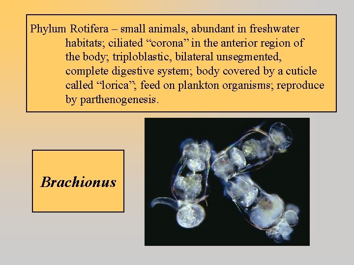 Phylum Rotifera – small animals, abundant in freshwater habitats; ciliated “corona” in the anterior