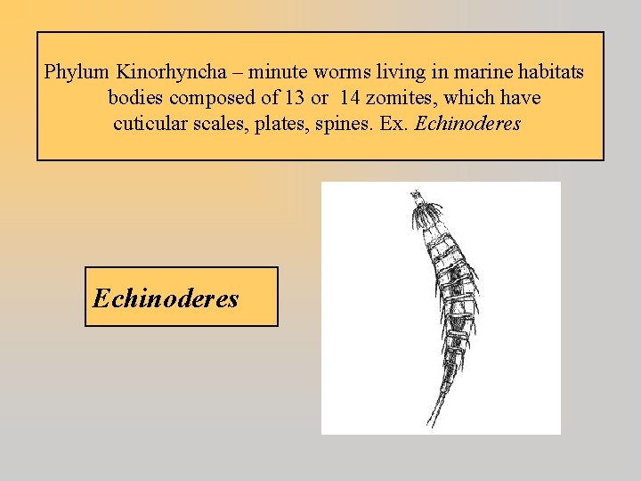 Phylum Kinorhyncha – minute worms living in marine habitats bodies composed of 13 or