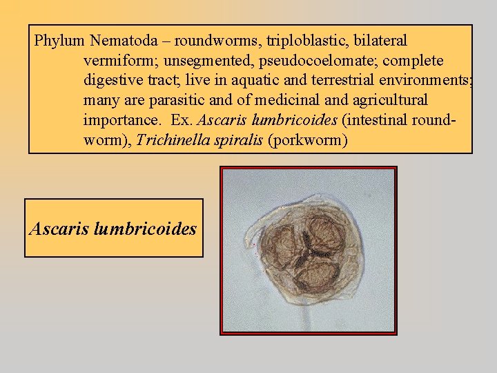 Phylum Nematoda – roundworms, triploblastic, bilateral vermiform; unsegmented, pseudocoelomate; complete digestive tract; live in
