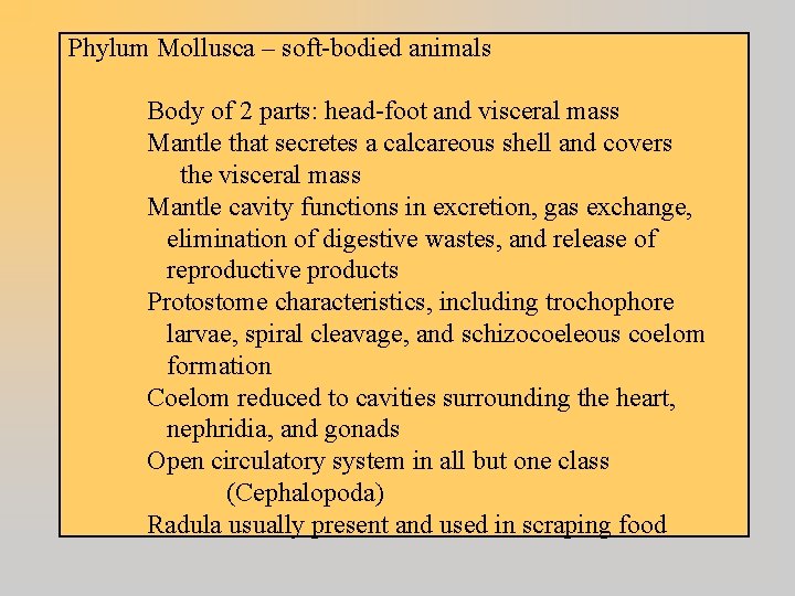 Phylum Mollusca – soft-bodied animals Body of 2 parts: head-foot and visceral mass Mantle