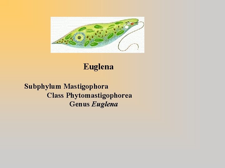 Euglena Subphylum Mastigophora Class Phytomastigophorea Genus Euglena 