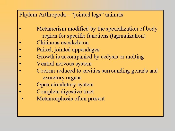 Phylum Arthropoda – “jointed legs” animals • • • Metamerism modified by the specialization