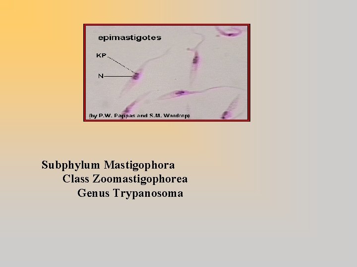 Subphylum Mastigophora Class Zoomastigophorea Genus Trypanosoma 