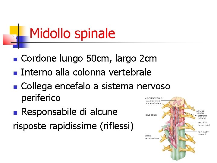 Midollo spinale Cordone lungo 50 cm, largo 2 cm Interno alla colonna vertebrale Collega Midollo spinale Cordone lungo 50 cm, largo 2 cm Interno alla colonna vertebrale Collega