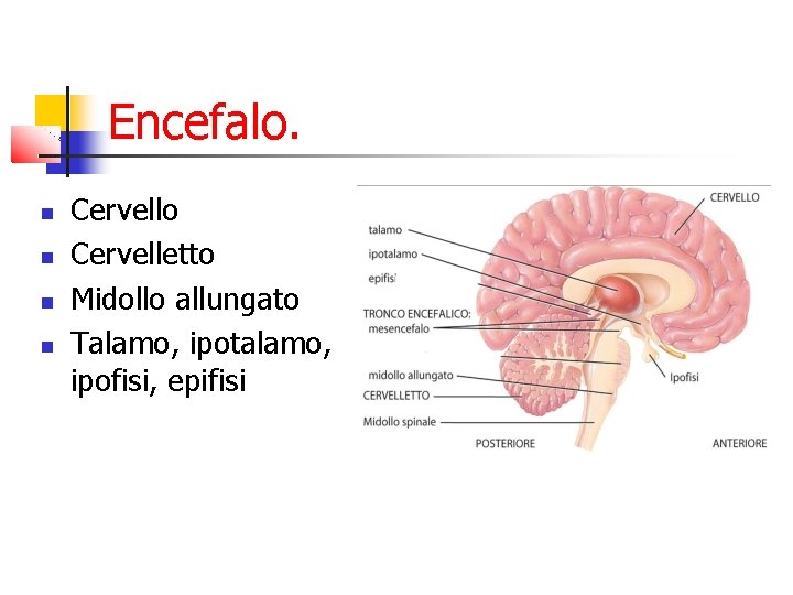 Encefalo. Cervello Cervelletto Midollo allungato Talamo, ipotalamo, ipofisi, epifisi Encefalo. Cervello Cervelletto Midollo allungato Talamo, ipotalamo, ipofisi, epifisi