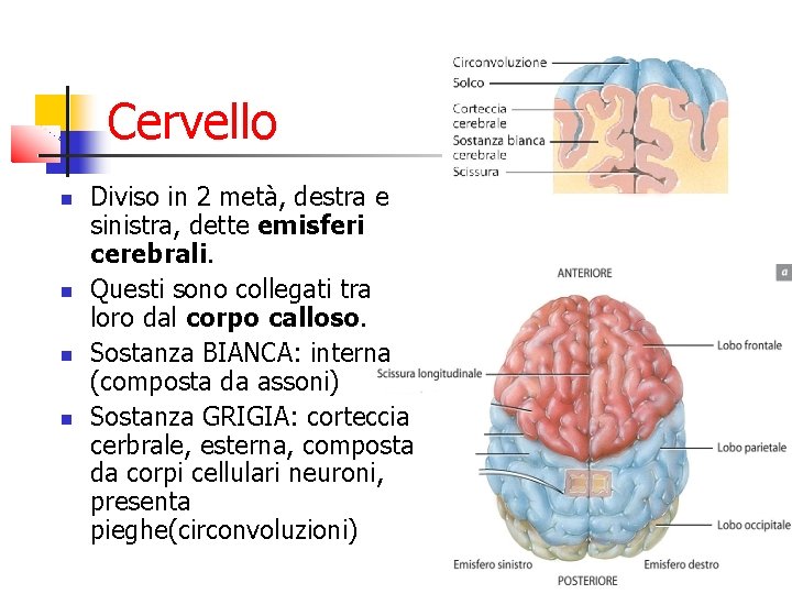 Cervello Diviso in 2 metà, destra e sinistra, dette emisferi cerebrali. Questi sono collegati