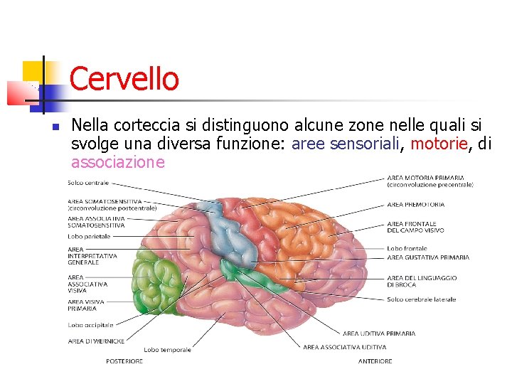 Cervello Nella corteccia si distinguono alcune zone nelle quali si svolge una diversa funzione: