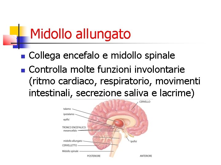 Midollo allungato Collega encefalo e midollo spinale Controlla molte funzioni involontarie (ritmo cardiaco, respiratorio, Midollo allungato Collega encefalo e midollo spinale Controlla molte funzioni involontarie (ritmo cardiaco, respiratorio,