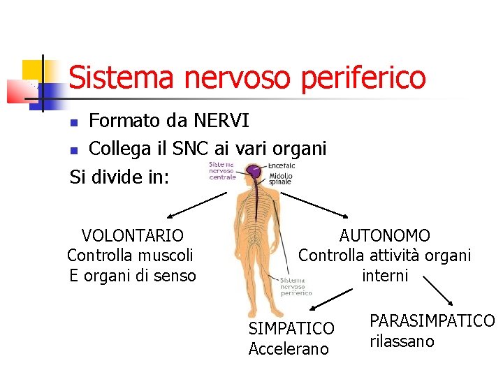 Sistema nervoso periferico Formato da NERVI Collega il SNC ai vari organi Si divide