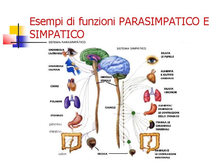Esempi di funzioni PARASIMPATICO E SIMPATICO Esempi di funzioni PARASIMPATICO E SIMPATICO