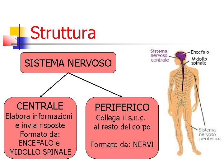 Struttura SISTEMA NERVOSO CENTRALE Elabora informazioni e invia risposte Formato da: ENCEFALO e MIDOLLO Struttura SISTEMA NERVOSO CENTRALE Elabora informazioni e invia risposte Formato da: ENCEFALO e MIDOLLO