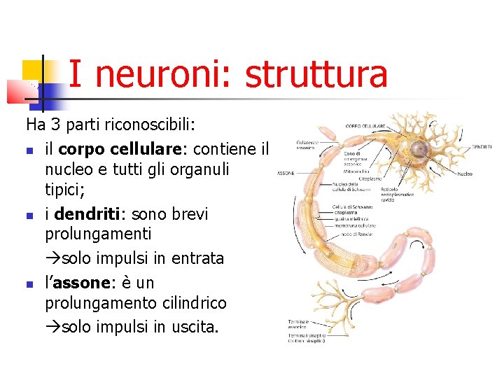 I neuroni: struttura Ha 3 parti riconoscibili: il corpo cellulare: contiene il nucleo e I neuroni: struttura Ha 3 parti riconoscibili: il corpo cellulare: contiene il nucleo e