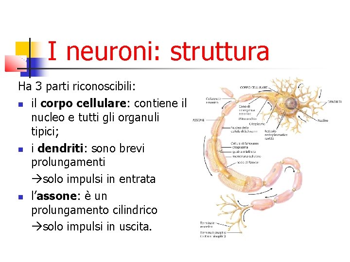 I neuroni: struttura Ha 3 parti riconoscibili: il corpo cellulare: contiene il nucleo e