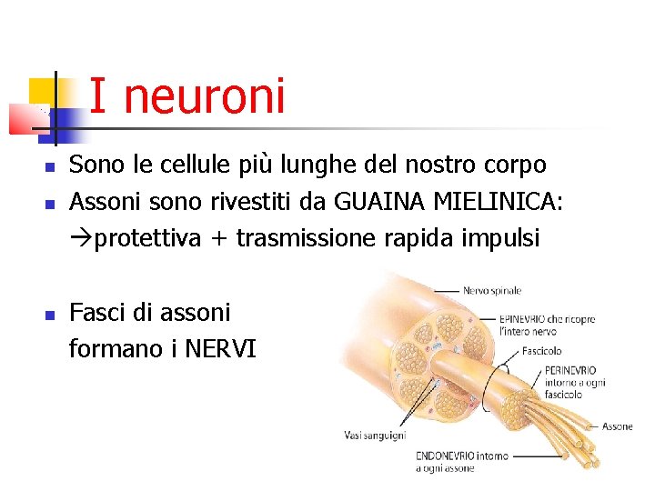 I neuroni Sono le cellule più lunghe del nostro corpo Assoni sono rivestiti da