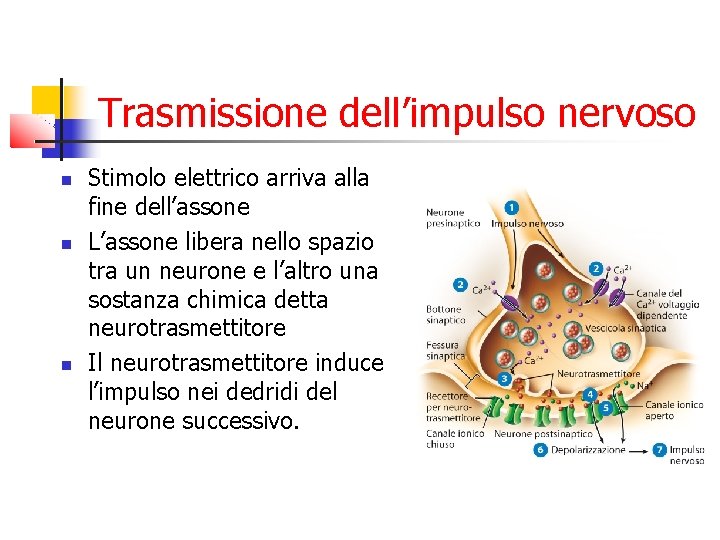 Trasmissione dell’impulso nervoso Stimolo elettrico arriva alla fine dell’assone L’assone libera nello spazio tra