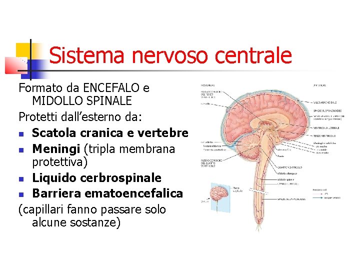 Sistema nervoso centrale Formato da ENCEFALO e MIDOLLO SPINALE Protetti dall’esterno da: Scatola cranica