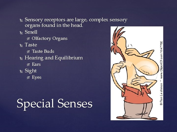  Sensory receptors are large, complex sensory organs found in the head. Smell Taste