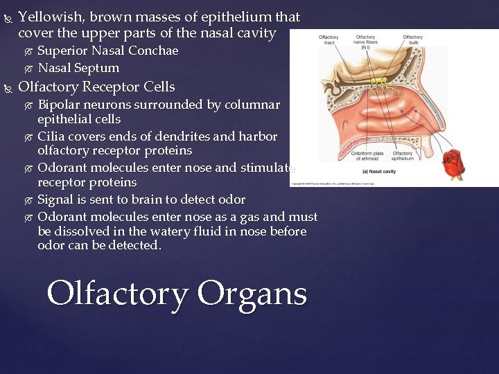  Yellowish, brown masses of epithelium that cover the upper parts of the nasal