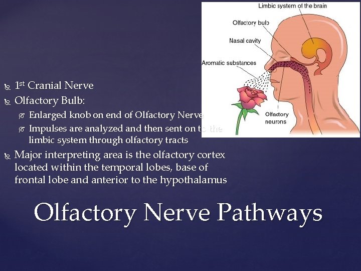  1 st Cranial Nerve Olfactory Bulb: Enlarged knob on end of Olfactory Nerve