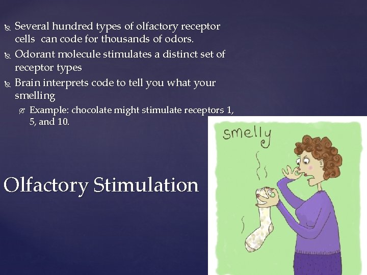  Several hundred types of olfactory receptor cells can code for thousands of odors.