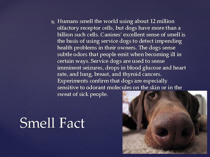  Humans smell the world using about 12 million olfactory receptor cells, but dogs