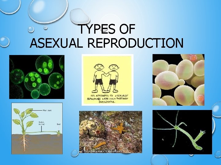 TYPES OF ASEXUAL REPRODUCTION 