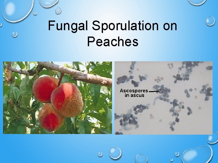 Fungal Sporulation on Peaches 