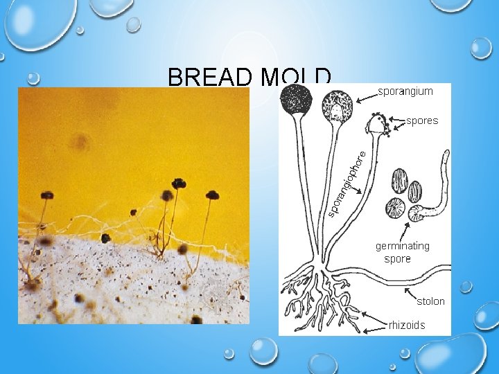 BREAD MOLD 