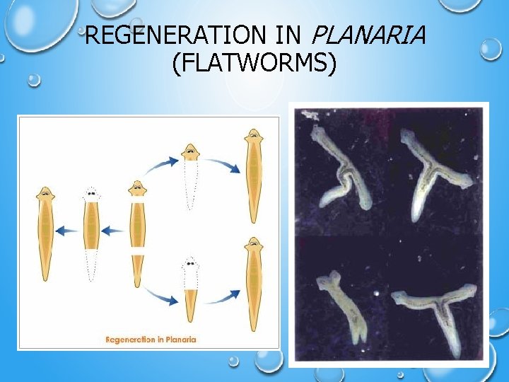 REGENERATION IN PLANARIA (FLATWORMS) 