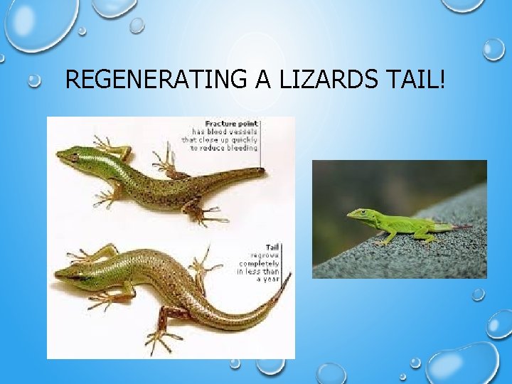 REGENERATING A LIZARDS TAIL! 